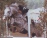stallion Royalist (Westphalian, 1982, from Roderich)