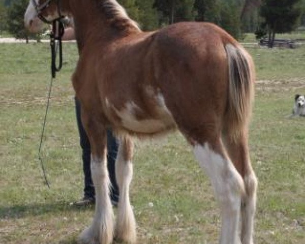 Pferd U Lazy V Prospect's Gold Nugget (Clydesdale, 2018, von Westerdale Prospect)