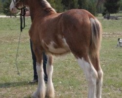 Pferd U Lazy V Prospect's Gold Nugget (Clydesdale, 2018, von Westerdale Prospect)