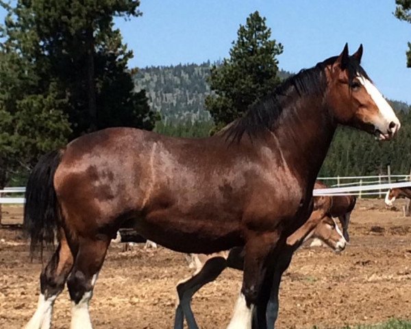 broodmare G.S.F. Lilly May (Clydesdale, 2008, from Thistle Ridge Eaton Lord Lilly)