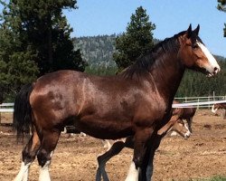 broodmare G.S.F. Lilly May (Clydesdale, 2008, from Thistle Ridge Eaton Lord Lilly)