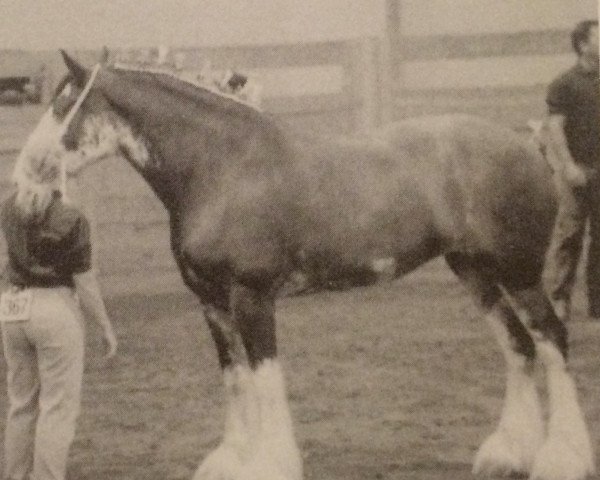 Zuchtstute Pinnacle's Lady Jane (Clydesdale, 2002, von Ellengowan Sensational Randy)