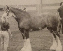 broodmare Pinnacle's Lady Jane (Clydesdale, 2002, from Ellengowan Sensational Randy)