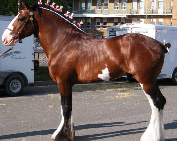 Deckhengst Iron Horse Lady's Fyre (Clydesdale, 2007, von S B H Phoenix)