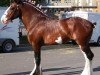 Deckhengst Iron Horse Lady's Fyre (Clydesdale, 2007, von S B H Phoenix)