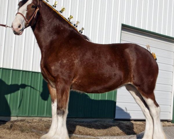 broodmare 2S Hallmark's Supreme Kameo (Clydesdale, 2011, from 2S Above's Highland Hallmark)