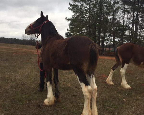 horse Fusiliers Chris Kyle of Classic City (Clydesdale, 2015, from Hillmoor Fusilier)