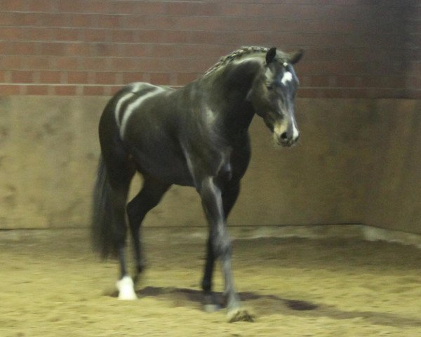 stallion Chantre Noir (German Riding Pony, 2010, from Calido G)