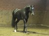 stallion Chantre Noir (German Riding Pony, 2010, from Calido G)