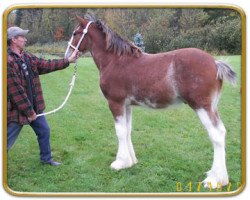 Pferd Freedom Topgun 'The Survivor' (Clydesdale, 2006, von Twin Creek Victor's Top Gun)