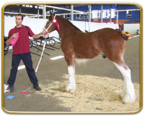 horse Freedom Standing Ovation (Clydesdale, 2004, from Thistle Ridge Argyll Ovation)