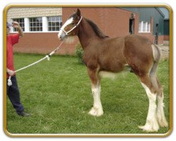 horse Freedom Royal Winchester (Clydesdale, 2008, from Hillmoor Landmark)