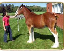 horse Freedom Royal Vision (Clydesdale, 2008, from Hillmoor Landmark)