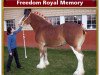 Zuchtstute Freedom Royal Memory (Clydesdale, 2006, von Hillmoor Landmark)