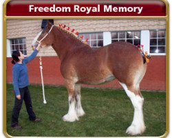 broodmare Freedom Royal Memory (Clydesdale, 2006, from Hillmoor Landmark)