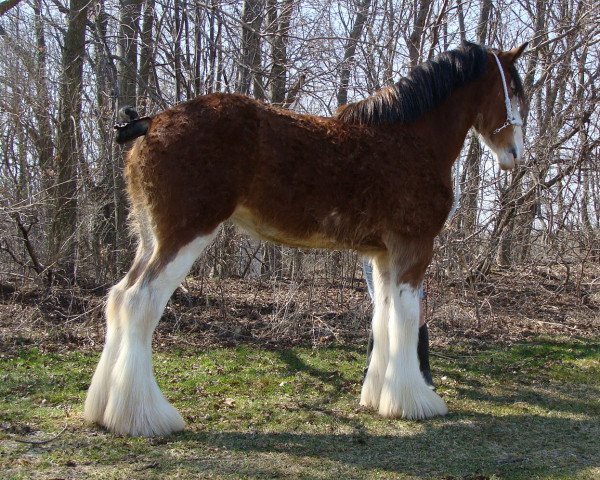 horse Freedom Royal Heather (Clydesdale, 2010, from Hillmoor Landmark)