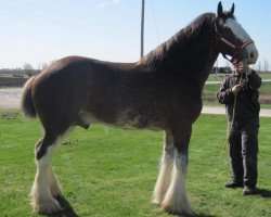 horse Freedom Royal Elliot (Clydesdale, 2007, from Hillmoor Landmark)