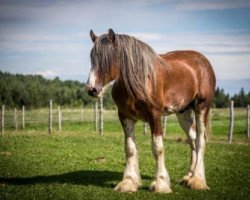 stallion Freedom Majestic Trademark (Clydesdale, 2012, from Freedom Royal Majestic)