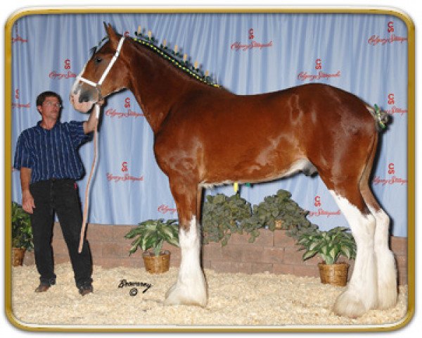 Pferd Freedom Majestic Step Above (Clydesdale, 2007, von Freedom Royal Majestic)