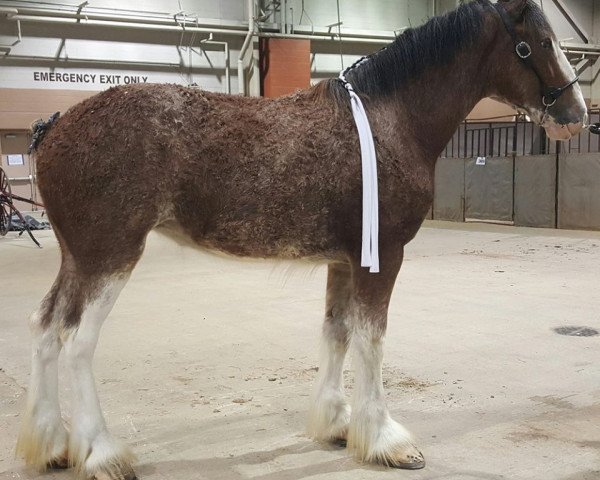 Zuchtstute Freedom Majestic Melodious (Clydesdale, 2015, von Freedom Royal Majestic)