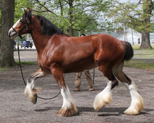 Zuchtstute Freedom Majestic Lucy (Clydesdale, 2012, von Freedom Royal Majestic)