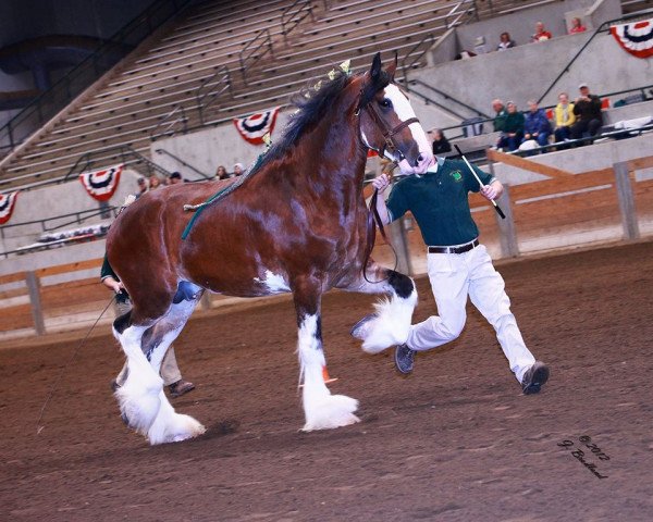 stallion Freedom Majestic Liverpool (Clydesdale, 2008, from Freedom Royal Majestic)