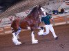 Deckhengst Freedom Majestic Liverpool (Clydesdale, 2008, von Freedom Royal Majestic)