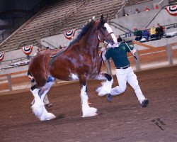 stallion Freedom Majestic Liverpool (Clydesdale, 2008, from Freedom Royal Majestic)