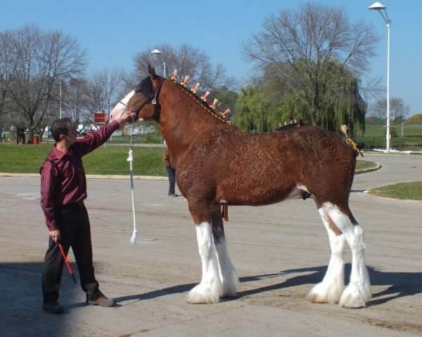 Pferd Freedom Majestic Fusilier (Clydesdale, 2010, von Freedom Royal Majestic)