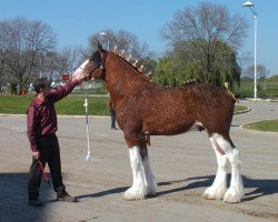 horse Freedom Majestic Fusilier (Clydesdale, 2010, from Freedom Royal Majestic)