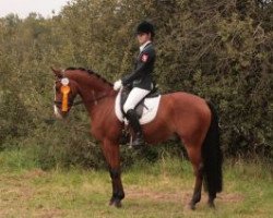 dressage horse Top Davidoff (German Riding Pony, 2002, from Durello)