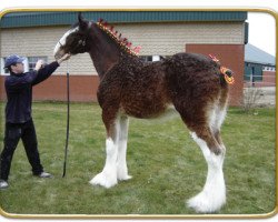 Pferd Freedom Majestic Footprint (Clydesdale, 2008, von Freedom Royal Majestic)