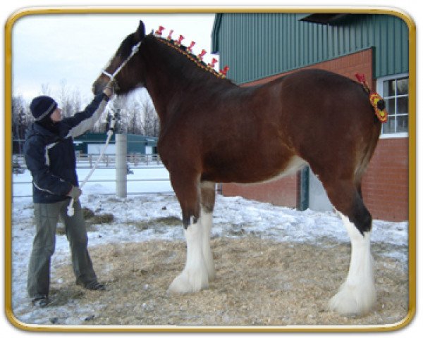 Zuchtstute Freedom Majestic Fancy (Clydesdale, 2007, von Freedom Royal Majestic)