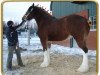 Zuchtstute Freedom Majestic Fancy (Clydesdale, 2007, von Freedom Royal Majestic)