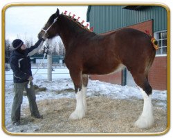 Zuchtstute Freedom Majestic Fancy (Clydesdale, 2007, von Freedom Royal Majestic)