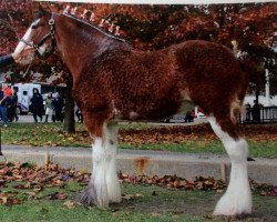 Pferd Freedom Majestic Crystal (Clydesdale, 2009, von Freedom Royal Majestic)