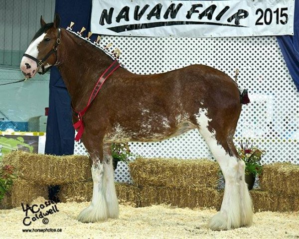 horse Freedom Majestic Chelsea (Clydesdale, 2012, from Freedom Royal Majestic)