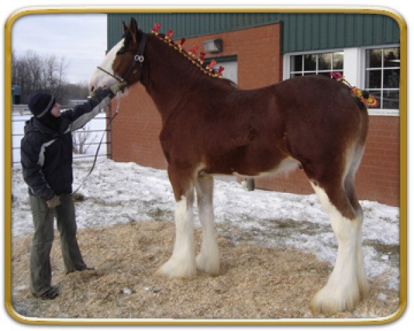 Pferd Freedom Majestic Apollo (Clydesdale, 2008, von Freedom Royal Majestic)