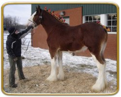 horse Freedom Majestic Apollo (Clydesdale, 2008, from Freedom Royal Majestic)