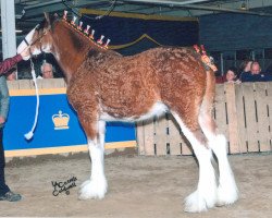 Pferd Freedom Majestic Ambassador (Clydesdale, 2009, von Freedom Royal Majestic)