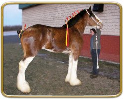 Pferd Freedom Magic Kingdom (Clydesdale, 2006, von Freedom Royal Majestic)