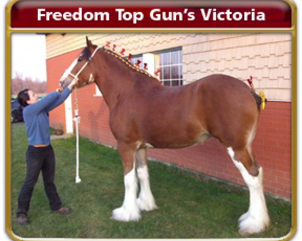 broodmare Freedom Topgun's Victoria (Clydesdale, 2006, from Twin Creek Victor's Top Gun)