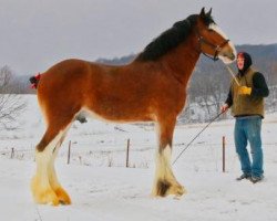 Deckhengst Freedom Lochy Victorious (Clydesdale, 2016, von Old Greenlaw Lochy)