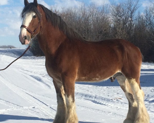 stallion Hillmoor Ballad (Clydesdale, 2001, from Hillmoor Lucky Shot)