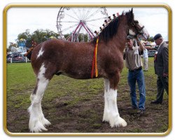 stallion Freedom Latest Exception (Clydesdale, 2004, from Hillmoor Ballad)