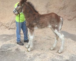 horse Alamar SC Desire' (Clydesdale, 2019, from Freedom Highland Sir Charles)