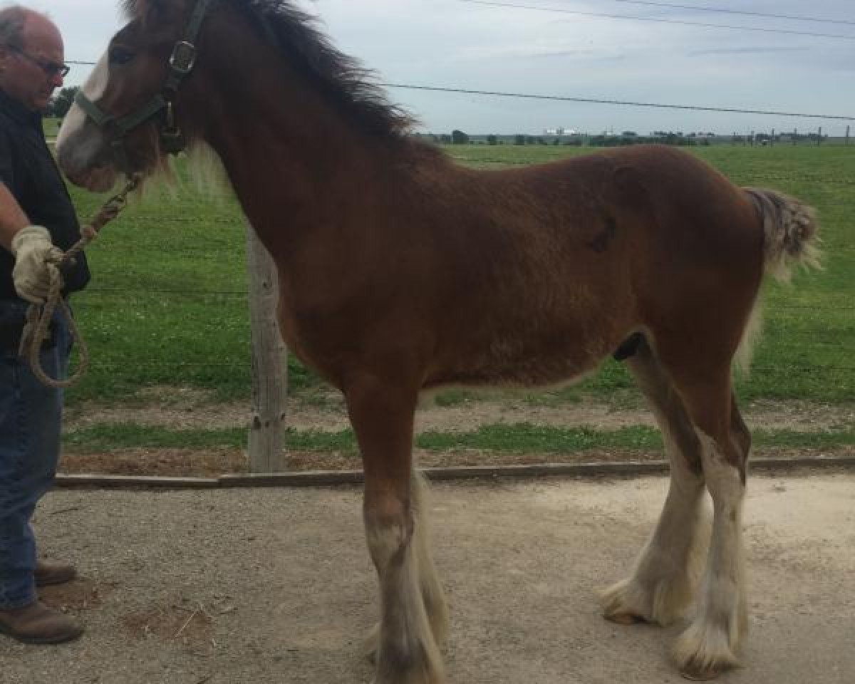 Pferd Alamar SC Tate (Clydesdale, 2019, von Freedom Highland Sir Charles)