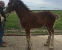 Pferd Alamar SC Tate (Clydesdale, 2019, von Freedom Highland Sir Charles)