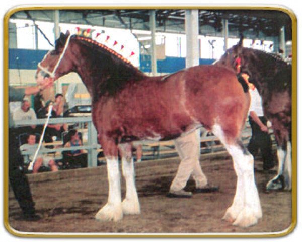 broodmare Thistle Ridge Argyll Y.2. Kate (Clydesdale, 2000, from Commander Mark Argyll)