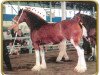 broodmare Thistle Ridge Argyll Y.2. Kate (Clydesdale, 2000, from Commander Mark Argyll)